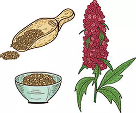 為什么人類去火星只能帶藜麥？探究這種谷物的營養與適應性