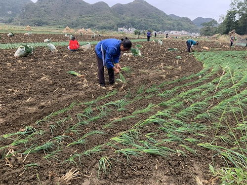鎮寧馬廠鎮 秋耕冬種正當時，土地輪作促增收