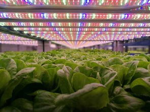 從地面到星際 植物工廠技術如何引領航天谷物種植新紀元