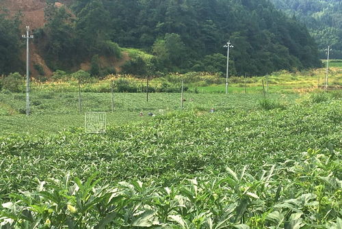 秋葵鋪就致富路 農村姐姐的80畝綠色奇跡與姐夫的年收五十萬